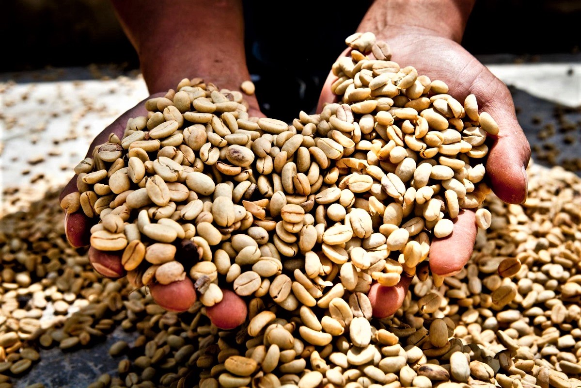 Actividades de promoción de granos de café de caficultores peruanos abren nuevo mercado en Australia.