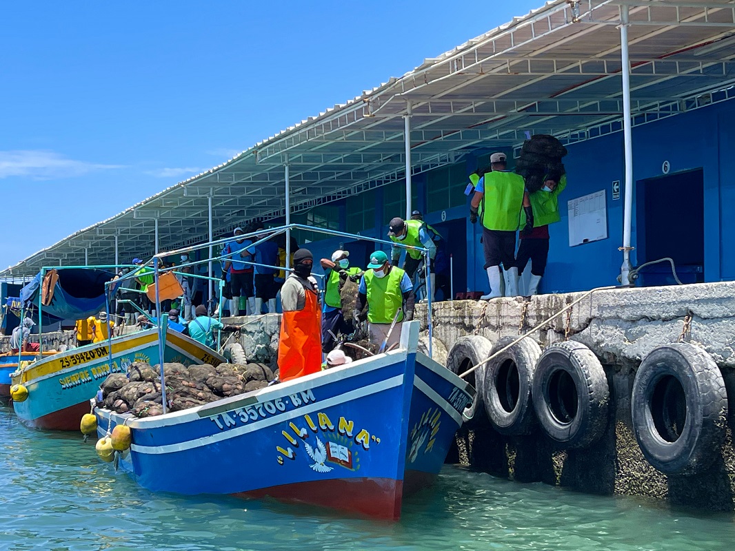 Se potenciará exportación de conchas de abanico de más de 150 asociaciones maricultoras en Piura informó Sanipes.